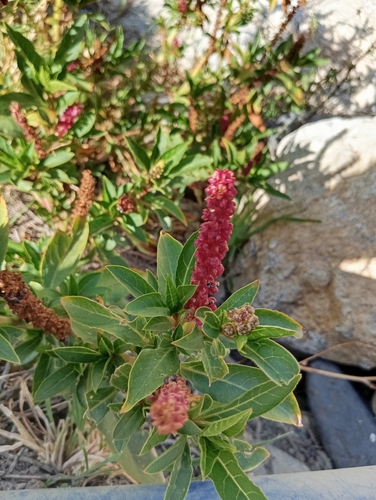 Phytolacca bogotensis, photograph 4
