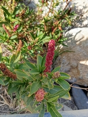Phytolacca bogotensis, photograph (c) Heydi, some rights reserved (CC BY-SA)