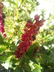 Phytolacca bogotensis, photograph (c) Heydi, some rights reserved (CC BY-SA)