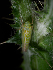 Pagaronia tredecimpunctata