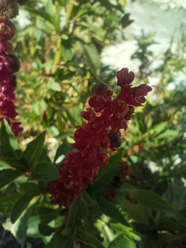 Phytolacca bogotensis, photograph 6