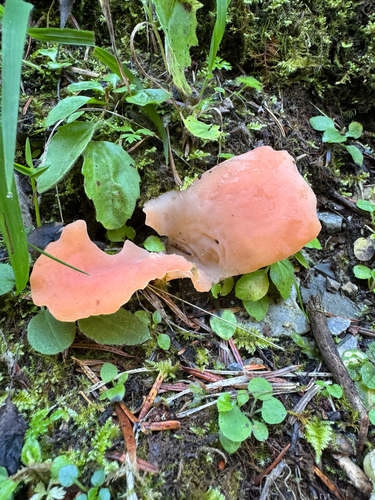 Apricot Jelly