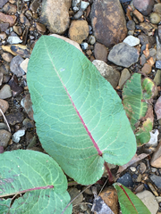 Rumex obtusifolius obtusifolius