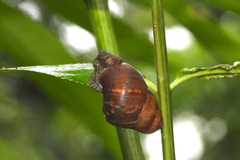 Dolicheulota formosensis
