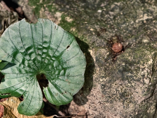 Nervilia concolor observed 2026-09-19