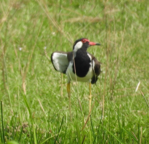 Red-wattled Lapwing