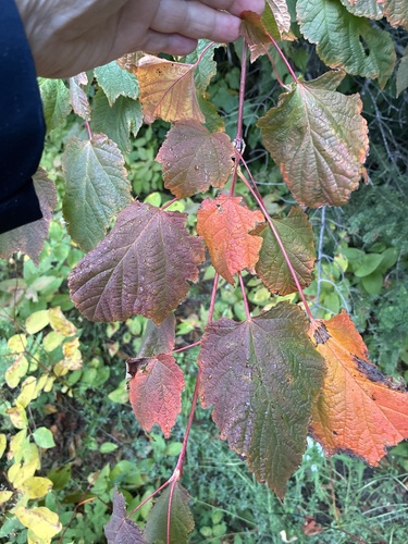 Mountain Maple