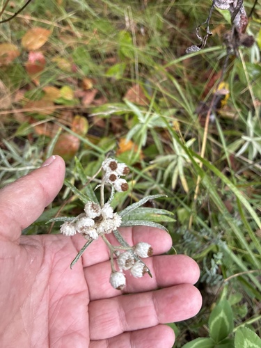 pearly everlasting