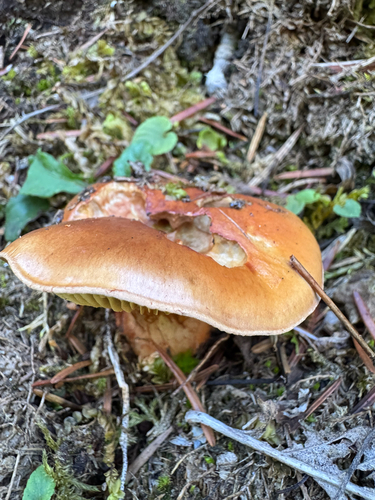 Calonarius odorifer