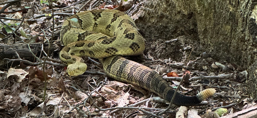 Timber Rattlesnake