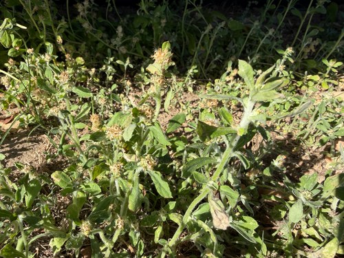 Gamochaeta pensylvanica