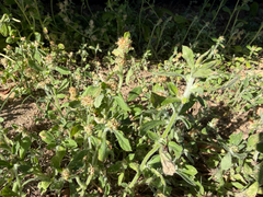 Gamochaeta pensylvanica