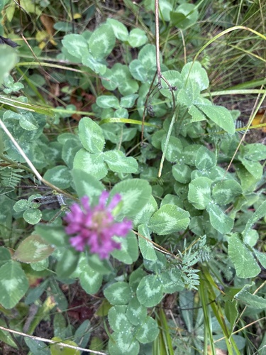 Red Clover