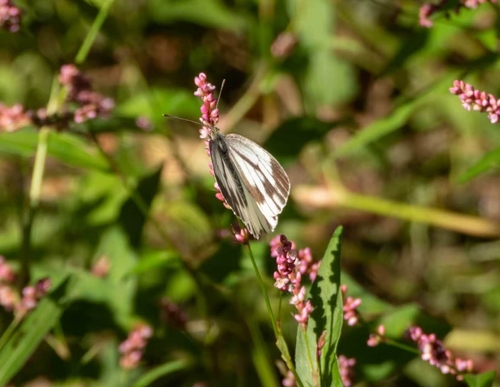 Asian Green-veined White