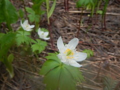 Eranthis tanhoensis