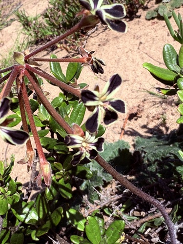 Pelargonium lobatum