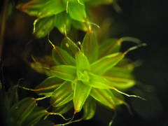 Syntrichia ruraliformis