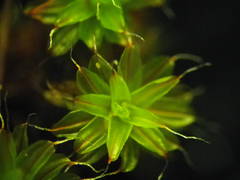 Syntrichia ruraliformis