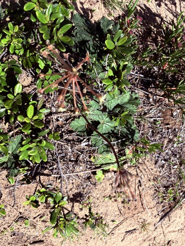 Pelargonium lobatum, photograph 2
