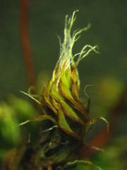 Syntrichia ruraliformis