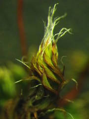 Syntrichia ruraliformis