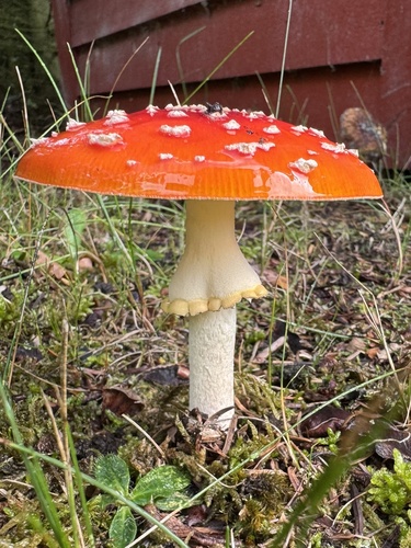Fly Agaric