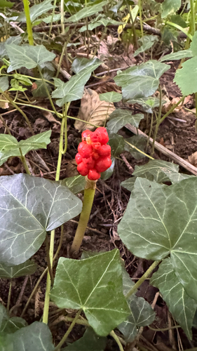 Arum maculatum, photograph 4