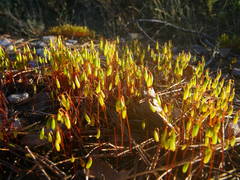 Syntrichia ruraliformis