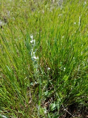 Micropus californicus