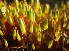 Syntrichia ruraliformis