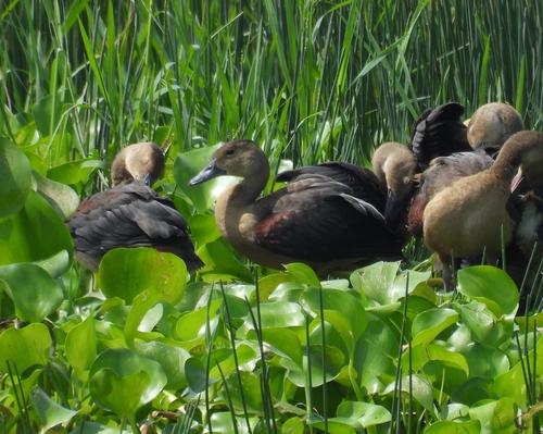 Lesser Whistling-Duck