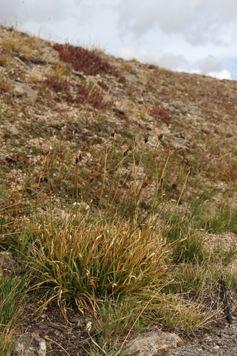Carex ebenea, photograph 3