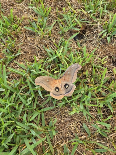 Polyphemus Moth