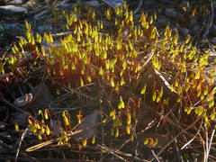 Syntrichia ruraliformis