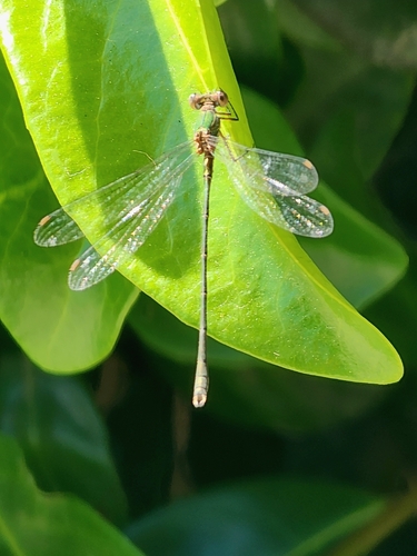 Western Willow Spreadwing