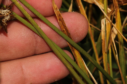 Carex ebenea, photograph 4