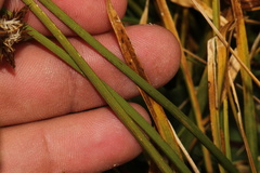 Carex ebenea, photograph (c) Austin Saunders, some rights reserved (CC BY)