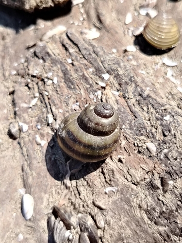 Common River-snail