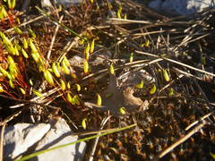 Syntrichia ruraliformis