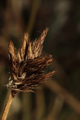 Carex ebenea, photograph (c) Austin Saunders, some rights reserved (CC BY)