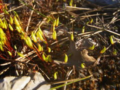 Syntrichia ruraliformis