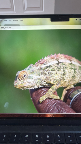 Coarse Chameleon