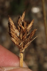 Carex ebenea