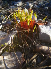 Syntrichia ruraliformis