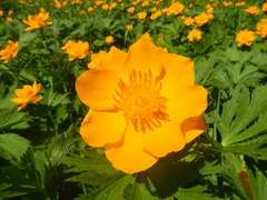 Trollius sajanensis