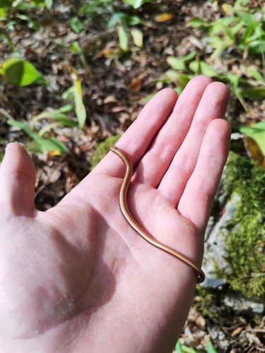 Common Slowworm