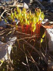 Syntrichia ruraliformis