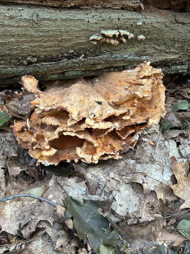 chicken of the woods