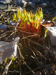 Syntrichia ruraliformis