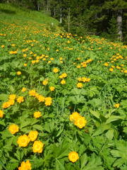 Trollius sajanensis